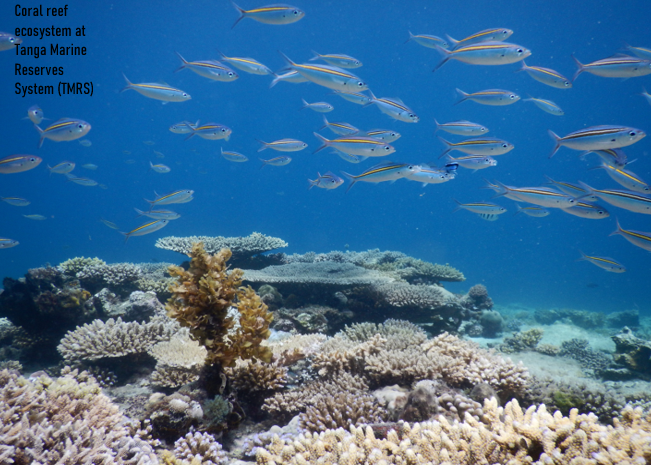 Coral Reef Ecosystem