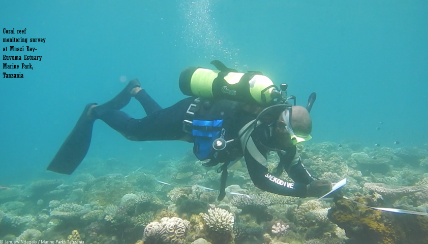 Coral Reef Monitoring