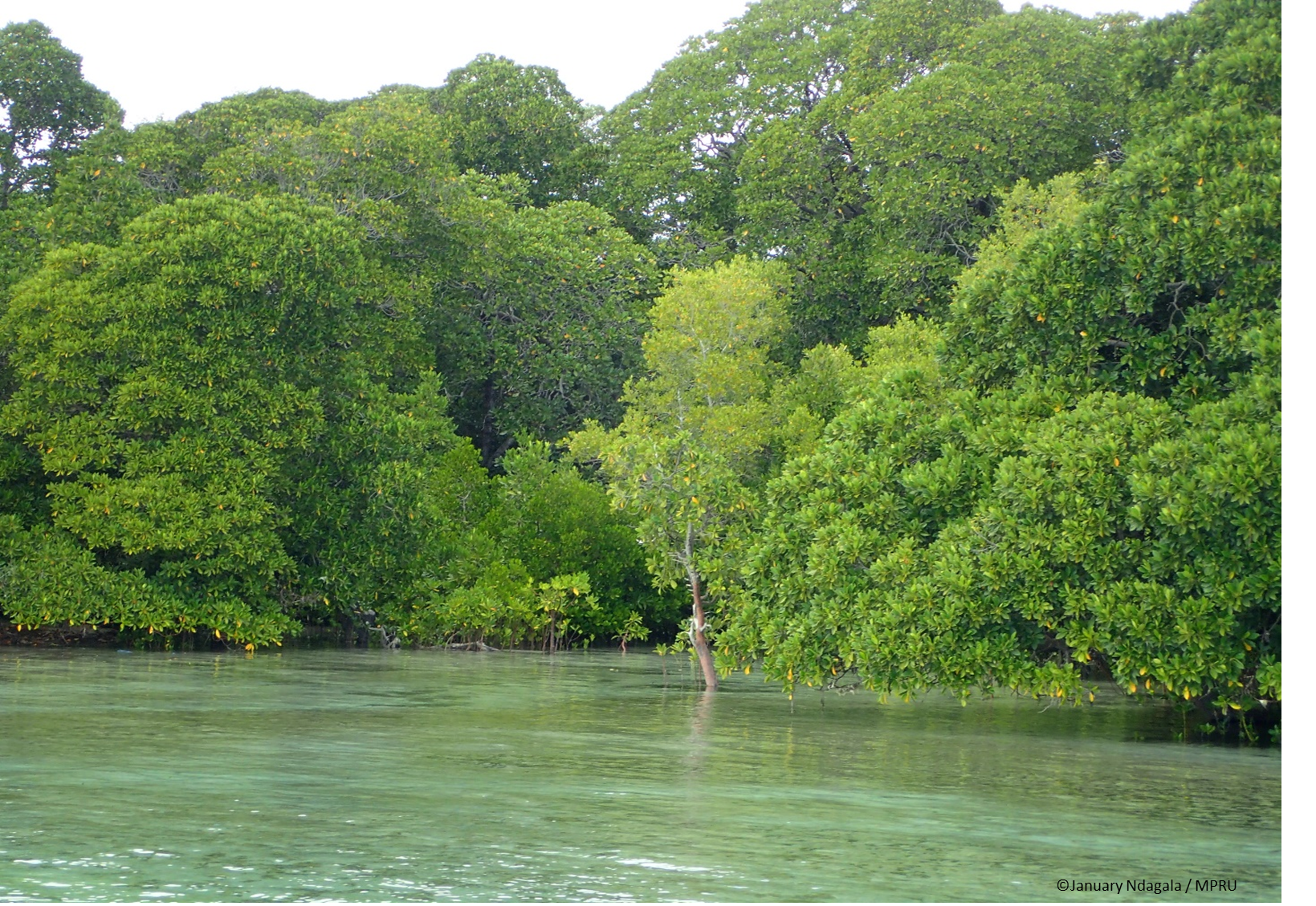 Rufiji Delta Mangroves – Tanzania