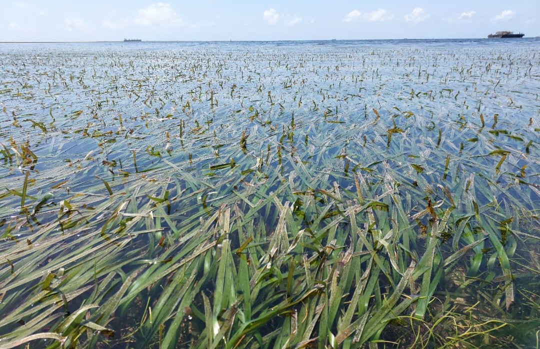 Seagrass Ecosystem